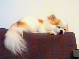 �͂��ɂȂ肽���B