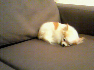 �����Ȃ�������́�